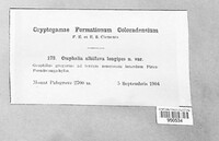 Omphalia alboflava image